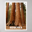 Search for sequoia posters California