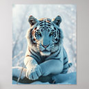 Search for white snow leopard posters Leopards
