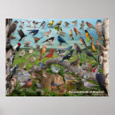 Search for wren posters Birds