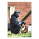 Search for wild apes posters Chimpanzee