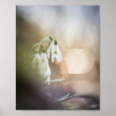 Recherche de perce neige posters Galanthus