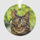 Search for brown tabby cat ornaments Cute