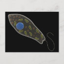 Search for protist Microbe