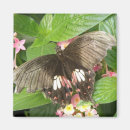 Recherche de écarlate magnets Fleurs