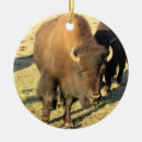 Search for bison ornaments Nature