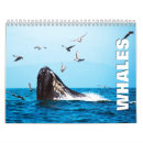 Recherche de baleine calendriers Photographie