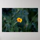Recherche de pavots posters Fleur