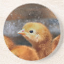Search for poultry coasters Cute