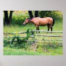 Search for mountain horse posters Mustang