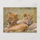 Search for cuddling postcards Safari