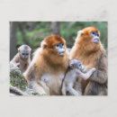 Recherche de espèces cartes postales Primate