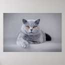 Search for british shorthair cat art Cute