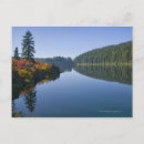 Search for tranquil scene postcards Tree