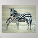 Recherche de africain posters Mammifère