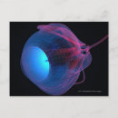 Search for eye muscles Front