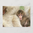 Search for japanese snow monkeys postcards Macaca fuscata
