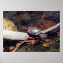 Recherche de endangered posters Nature