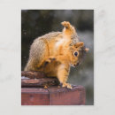Search for watched postcards Fox