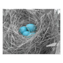 Search for robin egg posters Blue