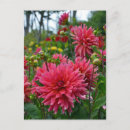 Recherche de dahlia cartes postales Botanique