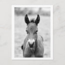 Search for foals postcards Animal