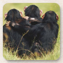 Search for chimpanzees coasters Common chimpanzee