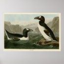 Search for auk posters Illustration