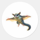 Search for the glider stickers Pet