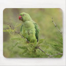 Search for parakeets mousepads Animals