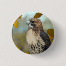 Search for red tail buttons Wildlife