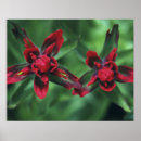 Search for paintbrushes posters Wildflower