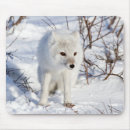 Search for arctic fox mousepads Carnivorous