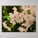 Recherche de fleurs de cerisier blanches posters Cerise