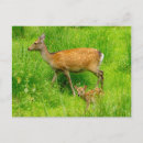 Search for deer baby postcards Sweet