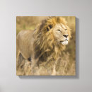 Search for male canvas prints Fauna