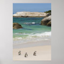Search for two penguins posters South africa
