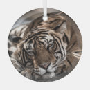Search for wildcat ornaments Tiger