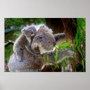 Recherche de koala posters Fourrure