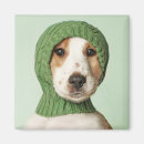 Search for cocker spaniel magnets Puppy