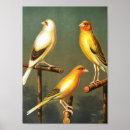Recherche de cage oiseaux art Nature