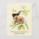 Recherche de ventre cartes postales Illustration