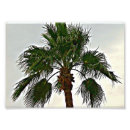 Recherche de jour venteux Palmiers