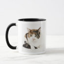 Recherche de chat de calicot tasses Félin