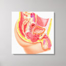 Recherche de reproducteur posters Plan rapproché