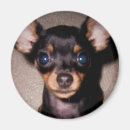 Recherche de dobermann pinscher magnete Chiot