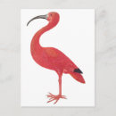 Search for flamingo postcards Vintage