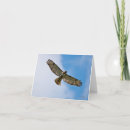 Search for hawking cards Nature