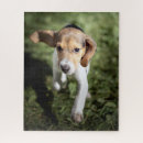 Search for beagle puppy puzzles Canine