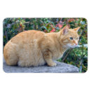 Recherche de chou magnets Rouge