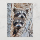 Recherche de loto cartes postales Raton laveur